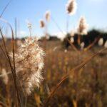 Ultimate Canberra Travel Guide: Discover Hidden Gems and Iconic Sights in Australia's Capital